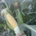 水果玉米🌽2020、902玉米、黄白粒玉米🌽产地直发