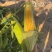 水果玉米🌽2020、902玉米、黄白粒玉米🌽产地直发