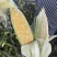 水果玉米🌽2020、902玉米、黄白粒玉米🌽产地直发