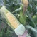 水果玉米🌽2020、902玉米、黄白粒玉米🌽产地直发
