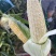 水果玉米🌽2020、902玉米、黄白粒玉米🌽产地直发