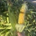 水果玉米🌽2020、902玉米、黄白粒玉米🌽产地直发