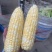 水果玉米🌽2020、902玉米、黄白粒玉米🌽产地直发