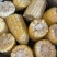 水果玉米🌽2020、902玉米、黄白粒玉米🌽产地直发