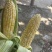 水果玉米🌽2020、902玉米、黄白粒玉米🌽产地直发