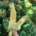 水果玉米🌽2020、902玉米、黄白粒玉米🌽产地直发