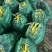 水果玉米🌽2020、902玉米、黄白粒玉米🌽产地直发