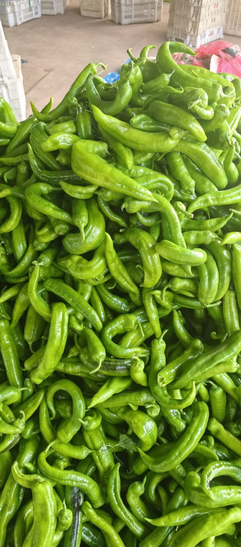 大尖椒头，高温棚，新鲜不烂，个头都比较大