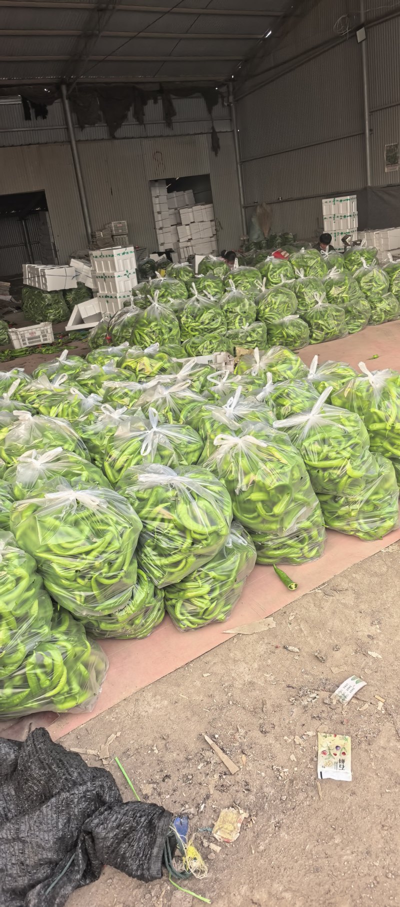 大尖椒头，高温棚，新鲜不烂，个头都比较大