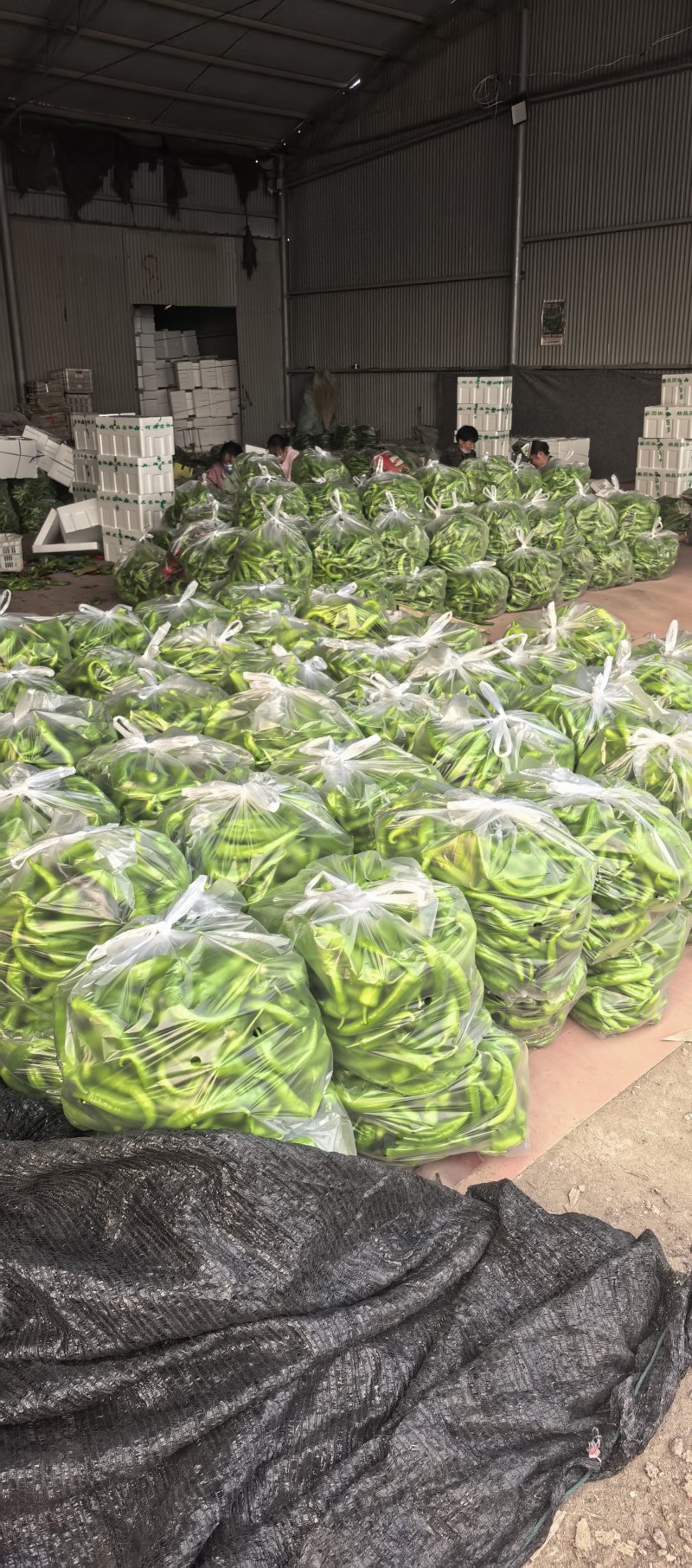 大尖椒头，高温棚，新鲜不烂，个头都比较大