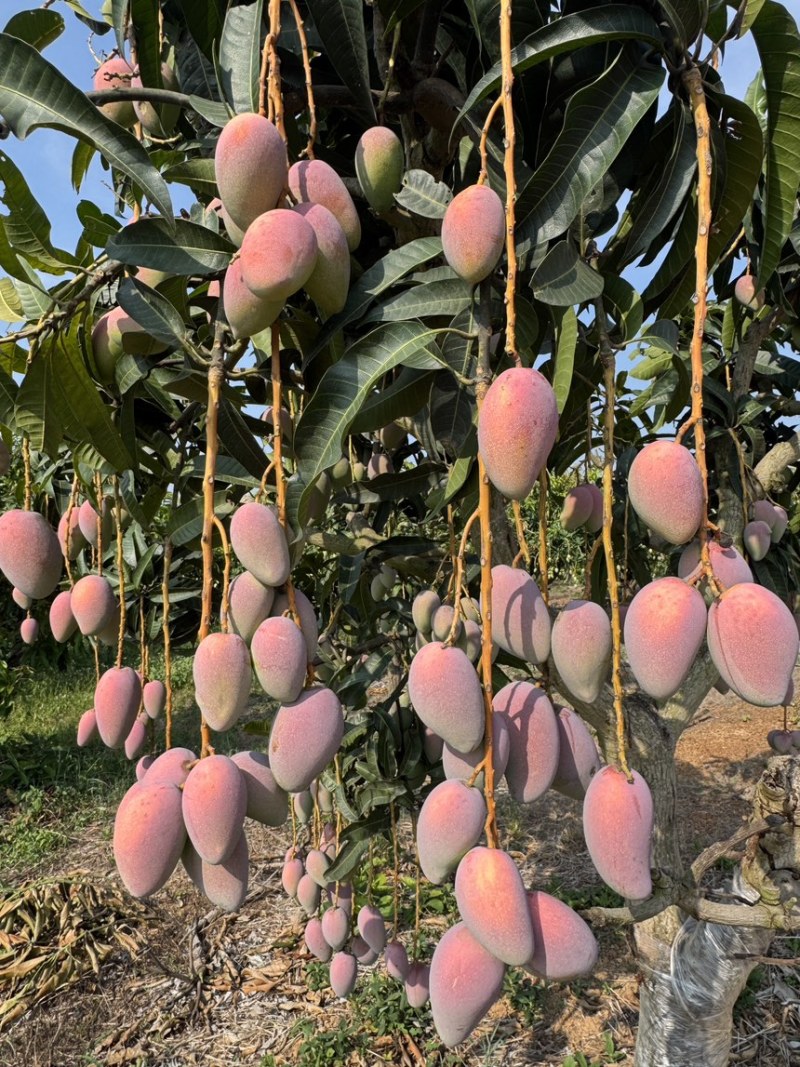 百色贵妃芒果，精品果，电商果，产地直供，价格美丽