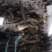 乌兰布和沙漠肉苁蓉，人工养殖，自家基地