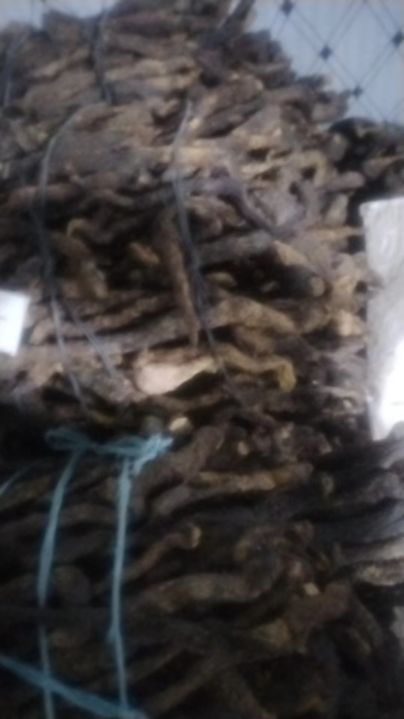 乌兰布和沙漠肉苁蓉，人工养殖，自家基地