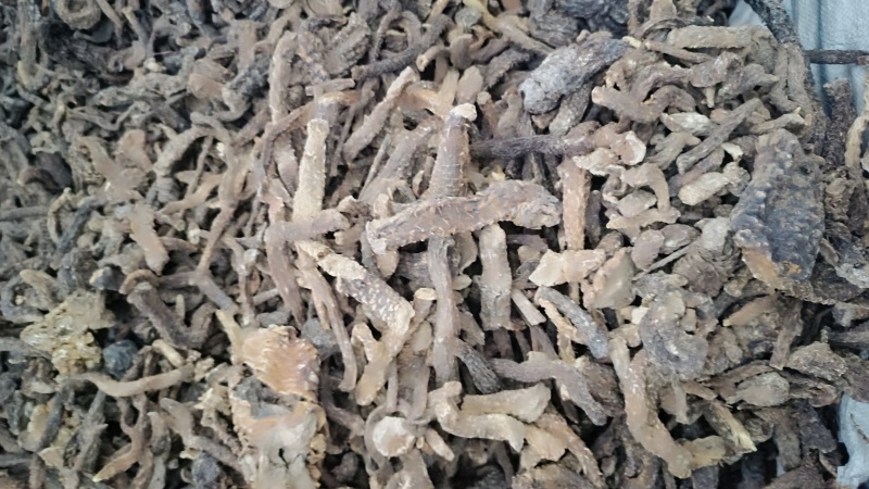 乌兰布和沙漠肉苁蓉，人工养殖，自家基地
