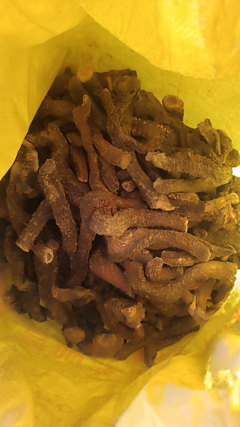 乌兰布和沙漠肉苁蓉，人工养殖，自家基地