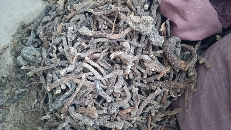 乌兰布和沙漠肉苁蓉，人工养殖，自家基地