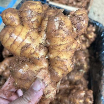 罗平精品小黄姜，红土生长，货源充足，自家冷库储存