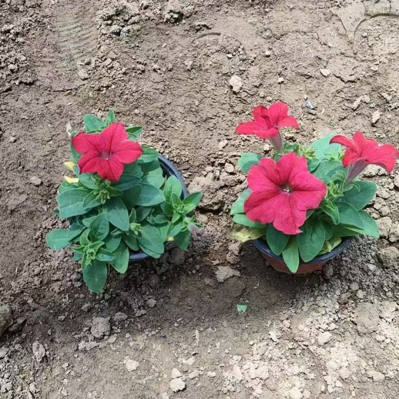 绿化苗木矮牵牛#基地批发#适合庭院花园小区绿化带两侧