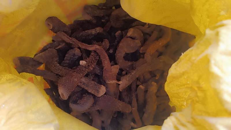 乌兰布和沙漠肉苁蓉，人工养殖，自家基地