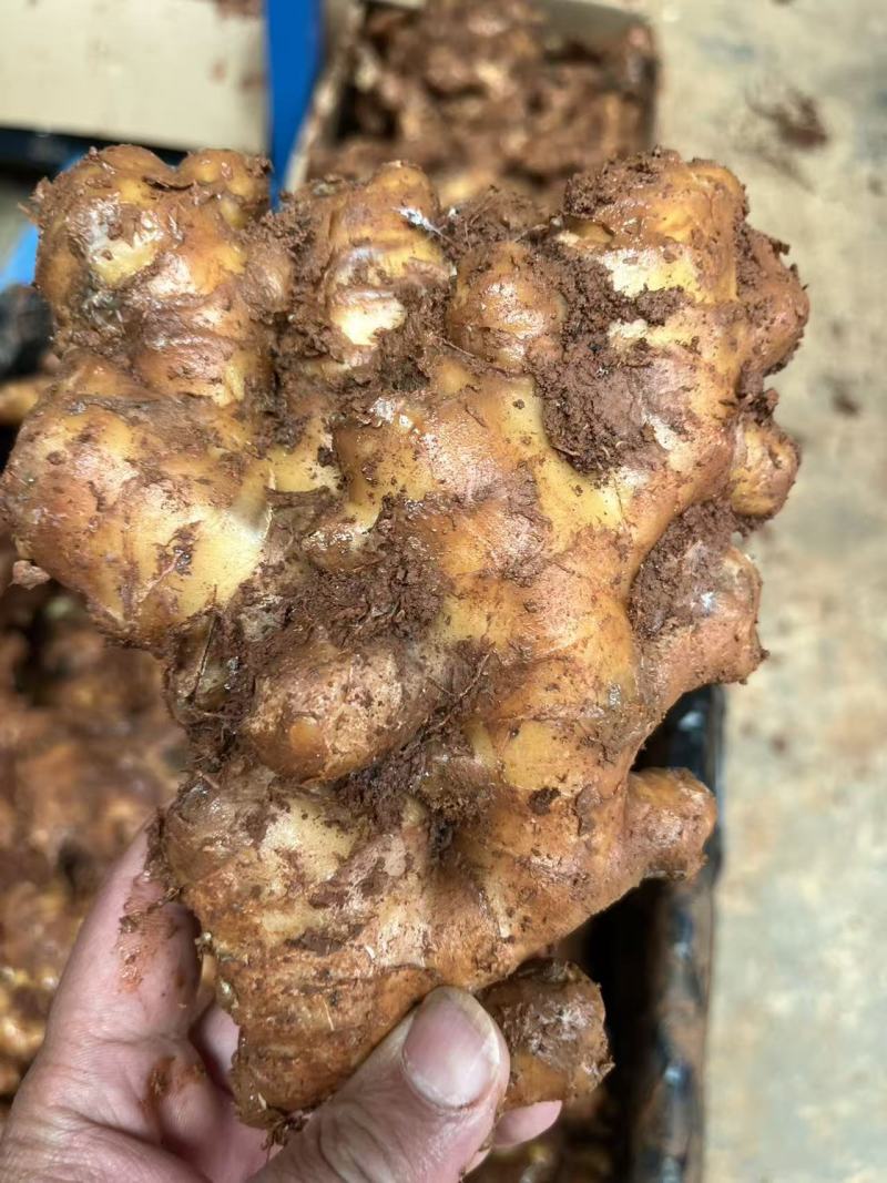 罗平精品小黄姜，红土生长，货源充足，自家冷库储存