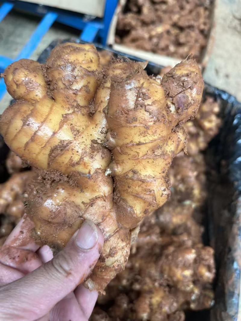 罗平精品小黄姜，红土生长，货源充足，自家冷库储存