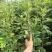 精品艾草产地直发量大质优