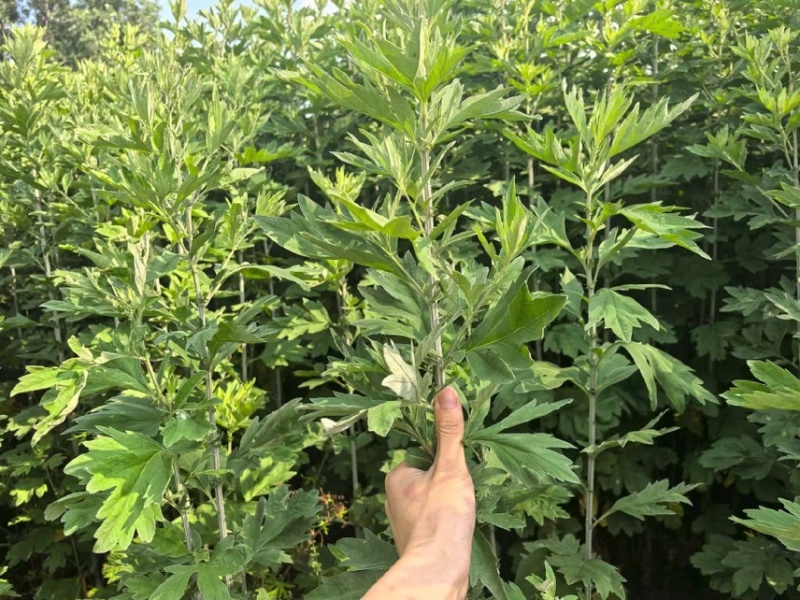 精品艾草产地直发量大质优