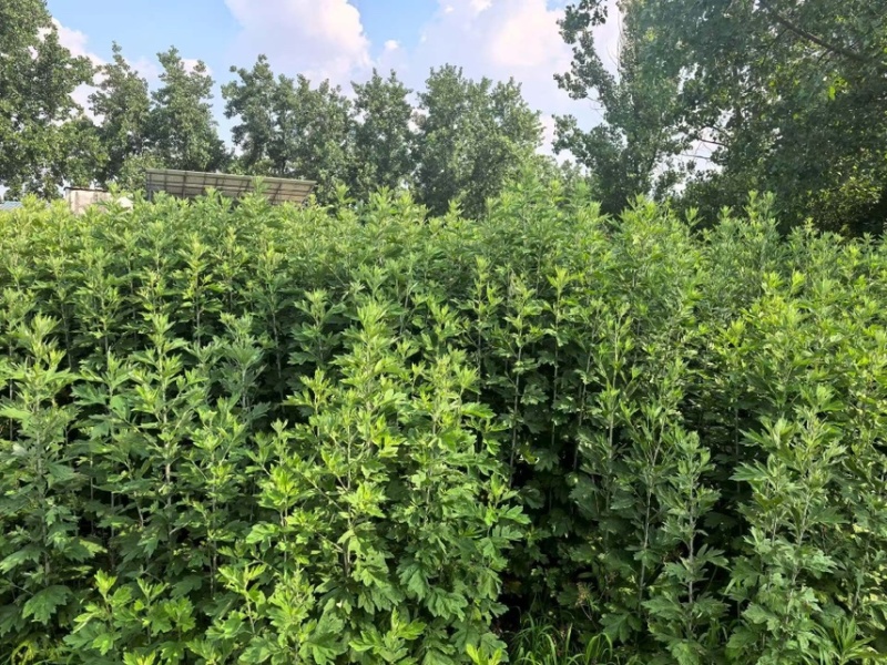 精品艾草产地直发量大质优
