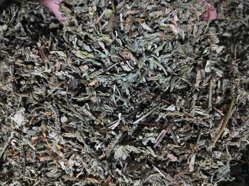 车前草颜色绿无杂质车前草段批发零售
