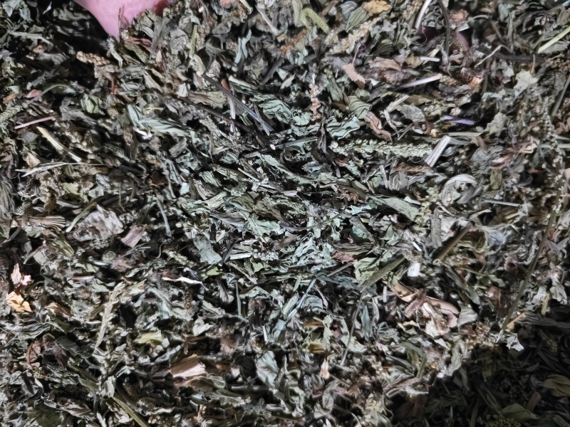 车前草颜色绿无杂质车前草段批发零售