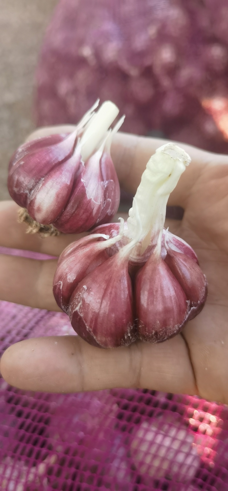 云南大理红蒜干货大量上市了欢迎各位老板到现场看货保证质量