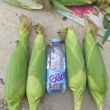 白糯玉米