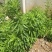 飞蓬草