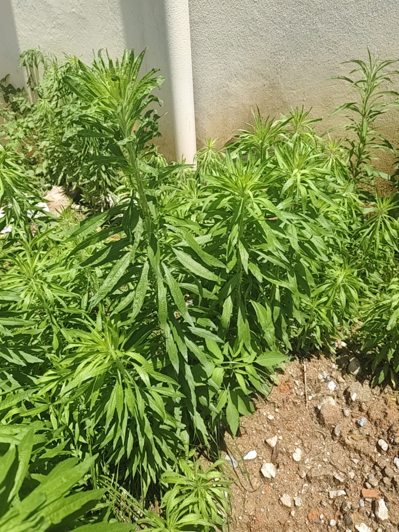 飞蓬草