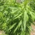 飞蓬草