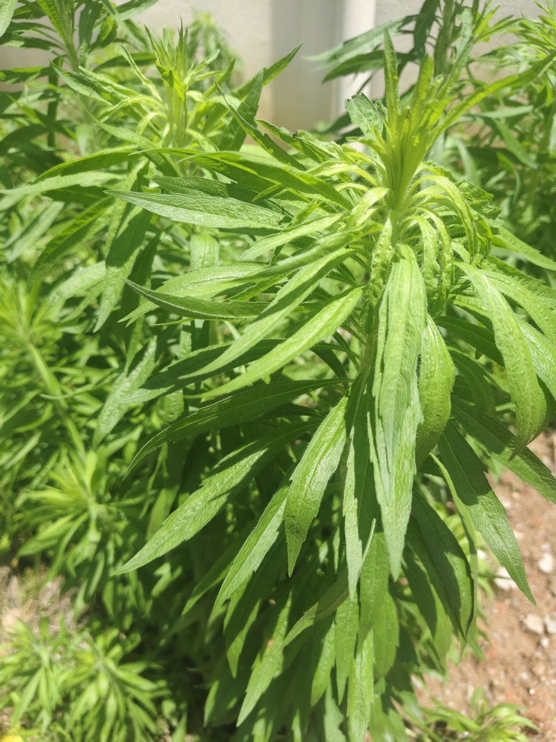飞蓬草