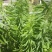 飞蓬草