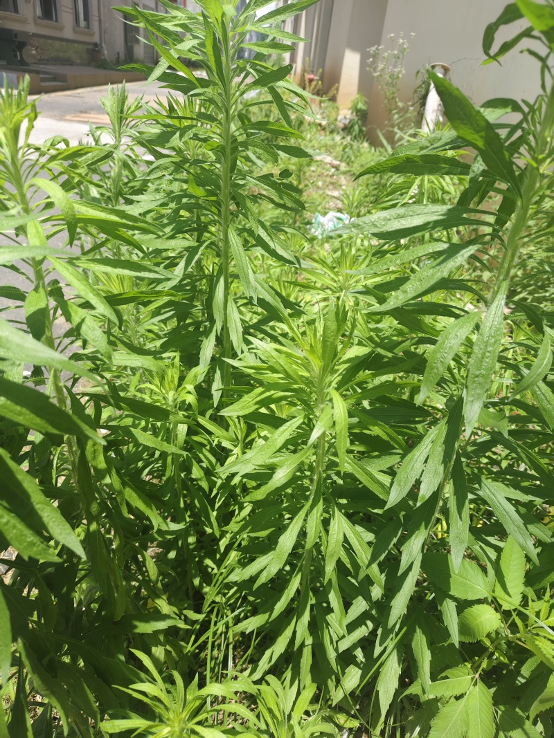 飞蓬草