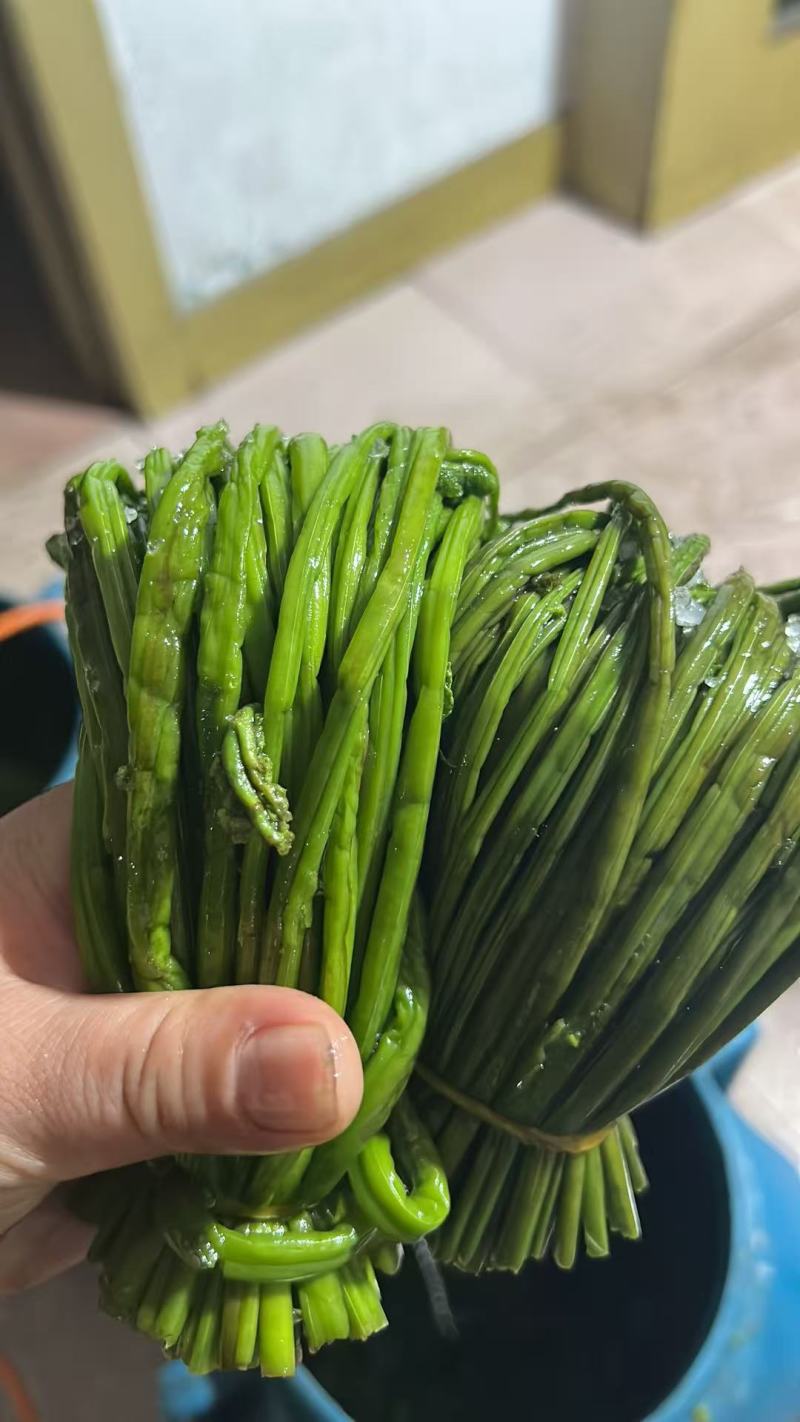 东北野生蕨菜