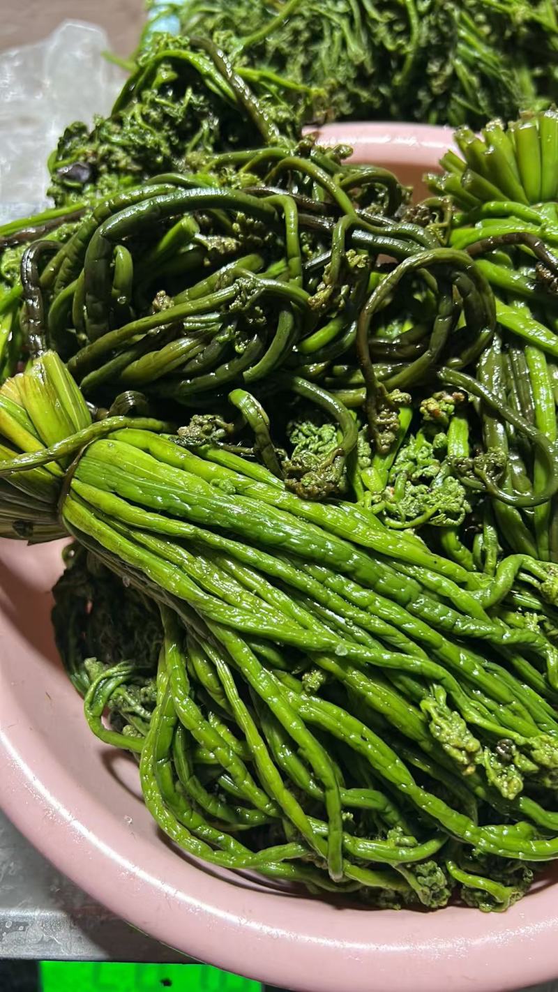 东北野生蕨菜