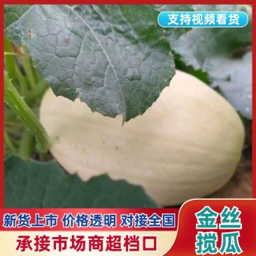 金丝搅瓜新鲜上市，产地直发，品质保障，价格美丽，欢迎咨询