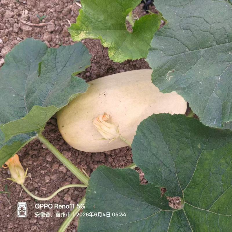 金丝搅瓜新鲜上市，产地直发，品质保障，价格美丽，欢迎咨询
