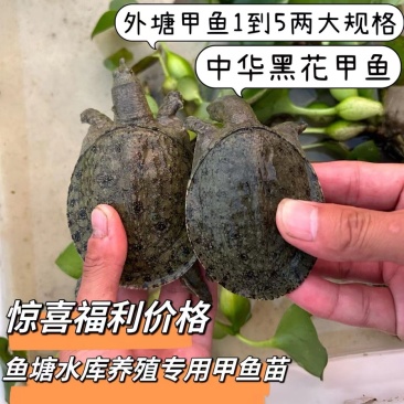 生态外塘冷水中华甲鱼1-5两规格放水库鱼塘
