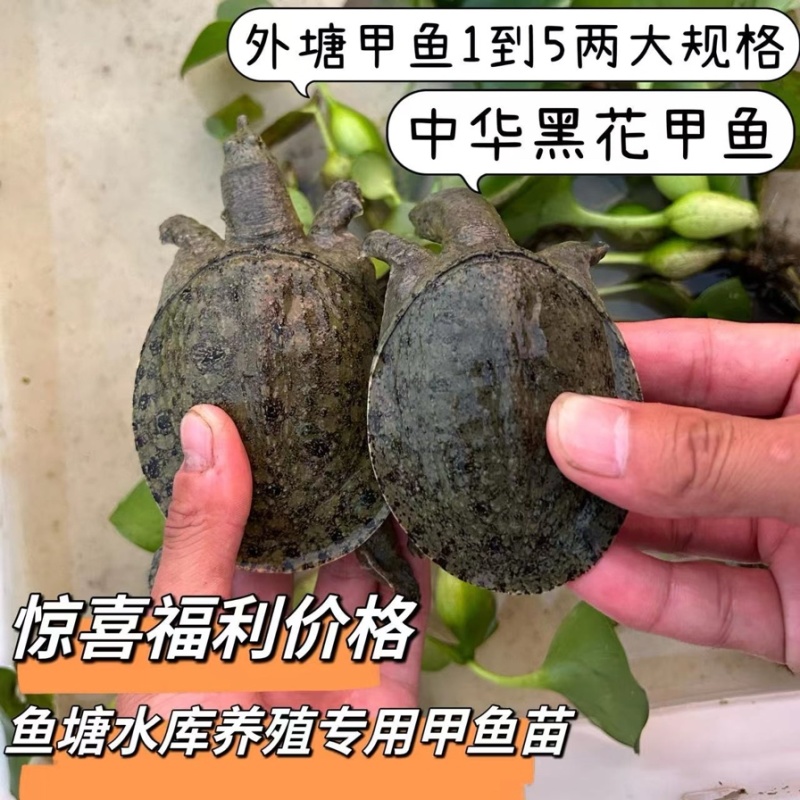 生态外塘冷水中华甲鱼1-5两规格放水库鱼塘
