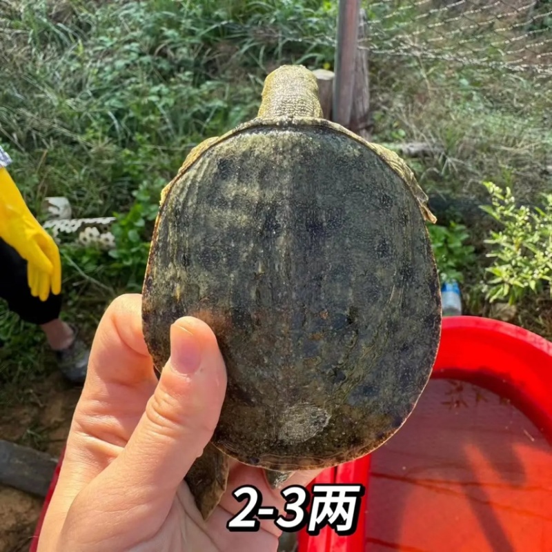 生态外塘冷水中华甲鱼1-5两规格放水库鱼塘