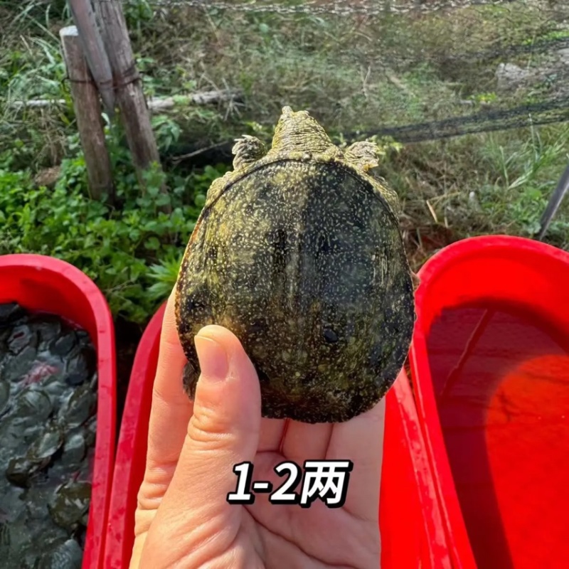 生态外塘冷水中华甲鱼1-5两规格放水库鱼塘