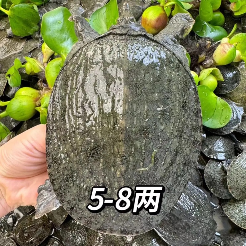 生态外塘冷水中华甲鱼1-5两规格放水库鱼塘