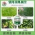 含氨基酸叶面肥一喷绿不干尖没斑点效果看的见