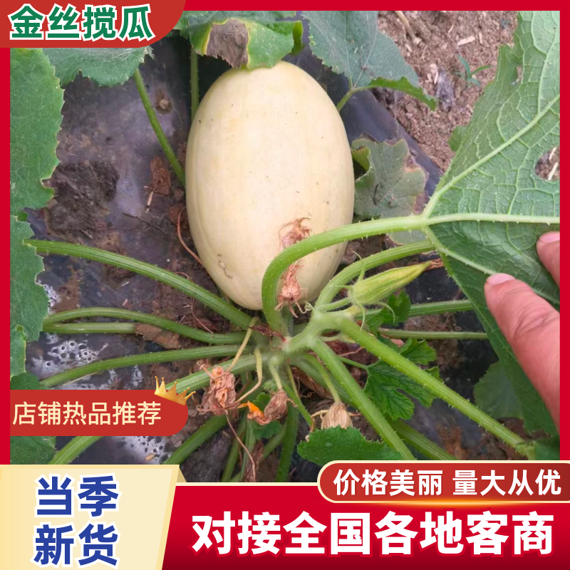 精品金丝搅瓜，自家种植，现摘现发，价格美丽，欢迎咨询