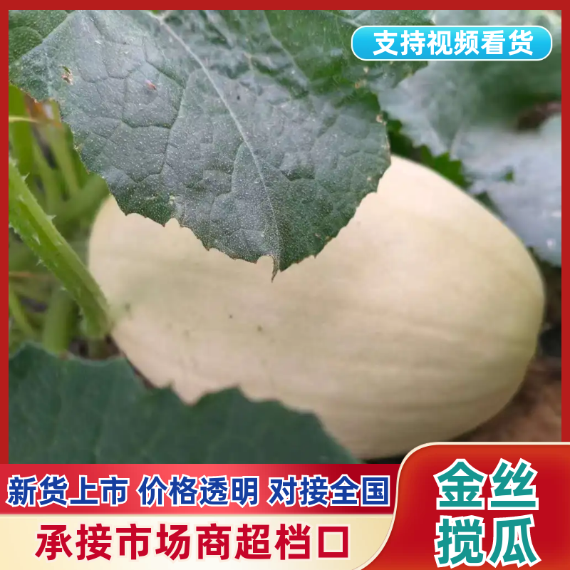精品金丝搅瓜，自家种植，现摘现发，价格美丽，欢迎咨询